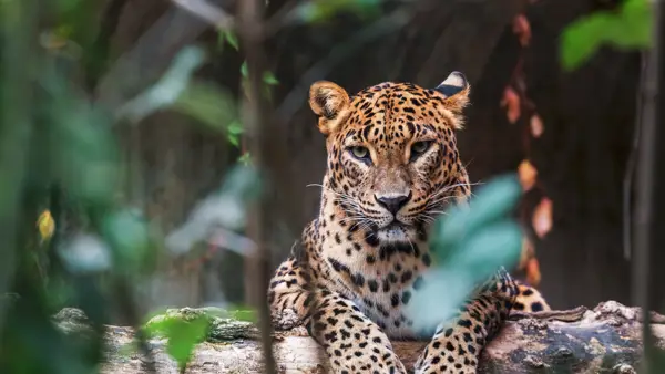 Leopard i Yala National Park i Sri Lanka.